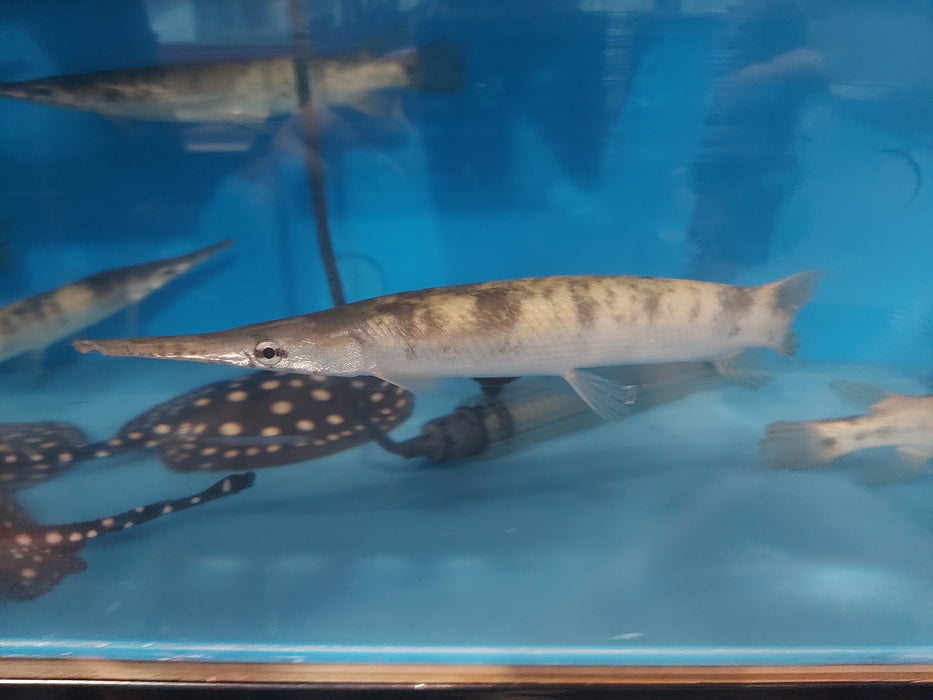 Golden Marble Florida Gar (Lepisosteus platyrhincus)