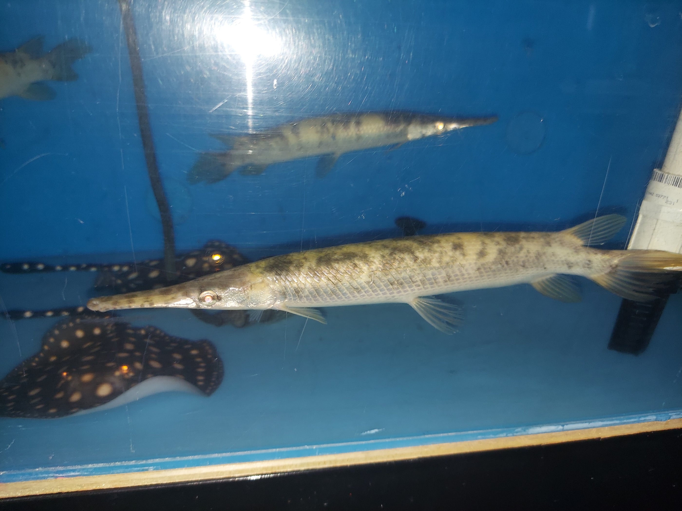 Golden Marble Florida Gar (Lepisosteus platyrhincus) — Predatory Fins