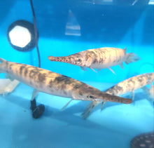 Load image into Gallery viewer, Golden Marble Florida Gar (Lepisosteus platyrhincus)
