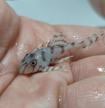 Load image into Gallery viewer, L236 SW Super White Pleco (Hypancistrus sp)
