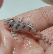 Load image into Gallery viewer, L236 SW Super White Pleco (Hypancistrus sp)
