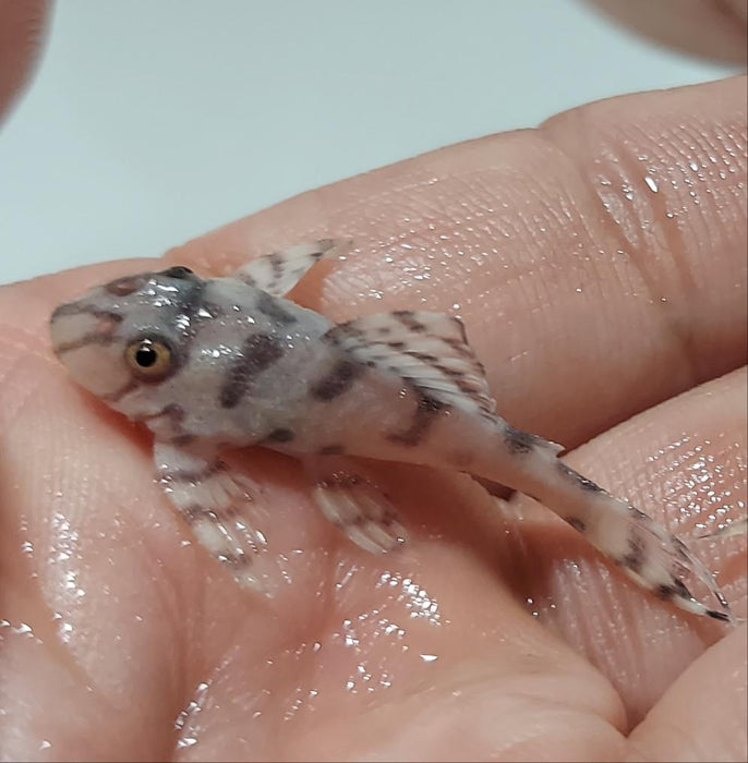 L236 SW Super White Pleco (Hypancistrus sp)