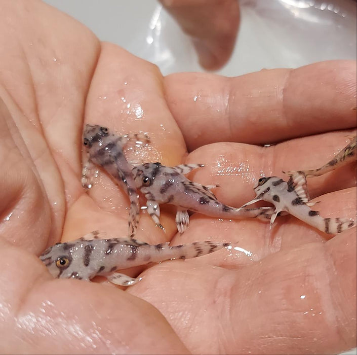 L236 SW Super White Pleco (Hypancistrus sp)