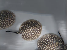 Load image into Gallery viewer, Galaxy P14 Stingray (Potamotrygon albimaculata)
