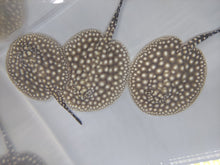 Load image into Gallery viewer, Galaxy P14 Stingray (Potamotrygon albimaculata)
