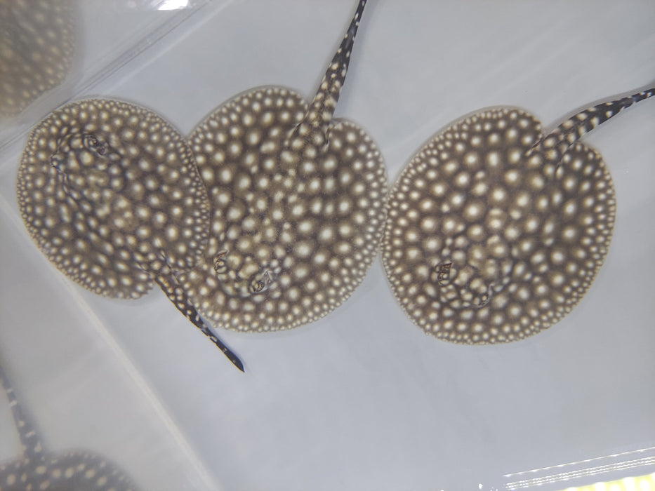 Galaxy P14 Stingray (Potamotrygon albimaculata)