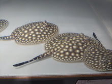 Load image into Gallery viewer, Galaxy P14 Stingray (Potamotrygon albimaculata)
