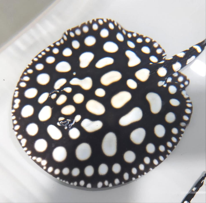 Super Spot Black Diamond Stingray (Potamotrygon leopoldi)