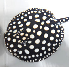 Load image into Gallery viewer, Big Spot Black Diamond Stingray (Potamotrygon leopoldi)
