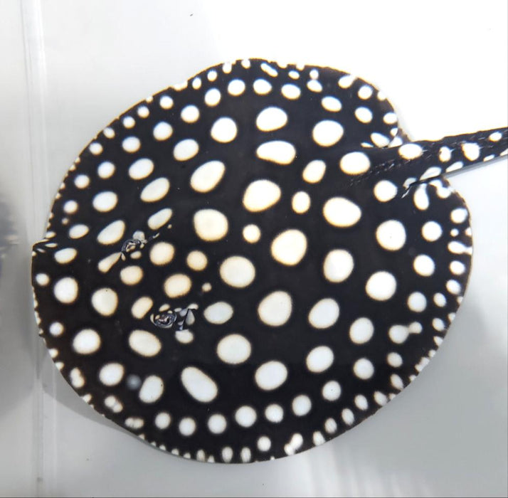 Super Spot Black Diamond Stingray (Potamotrygon leopoldi)