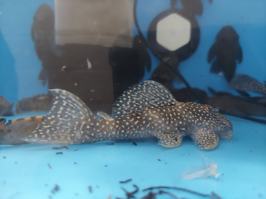 L007 / L240 Toothnose Galaxy Pleco (Leporacanthicus galaxias)