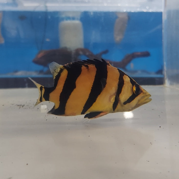 Siamese Tiger Fish (Datnioides pulcher)