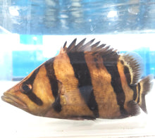 Load image into Gallery viewer, Siamese Tiger Fish (Datnioides pulcher)
