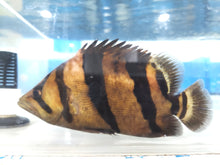 Load image into Gallery viewer, Siamese Tiger Fish (Datnioides pulcher)
