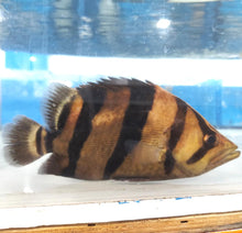 Load image into Gallery viewer, Siamese Tiger Fish (Datnioides pulcher)
