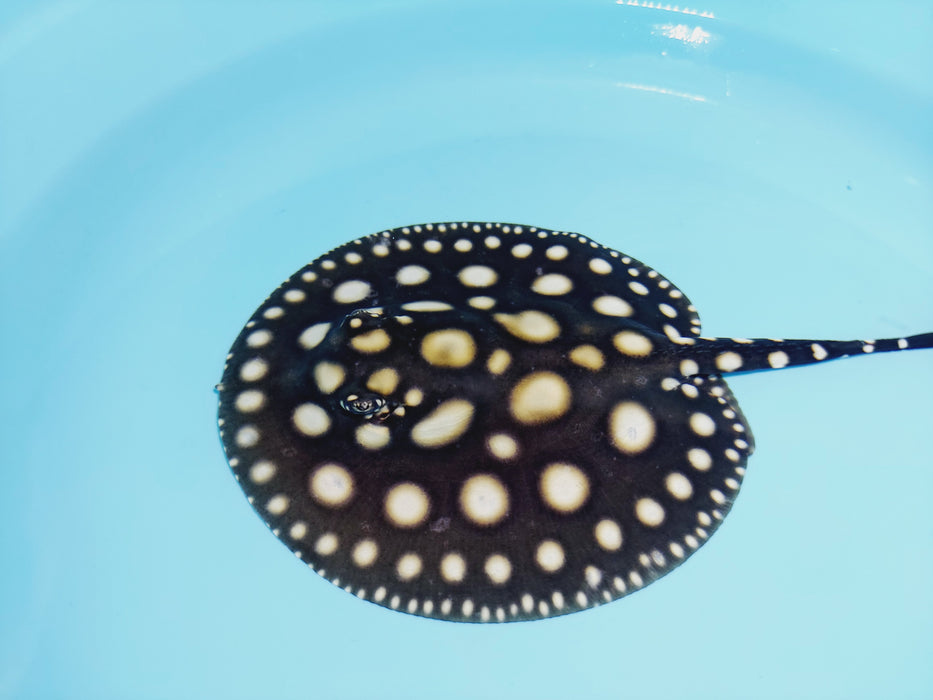 Black Diamond Stingray (Potamotrygon leopoldi)