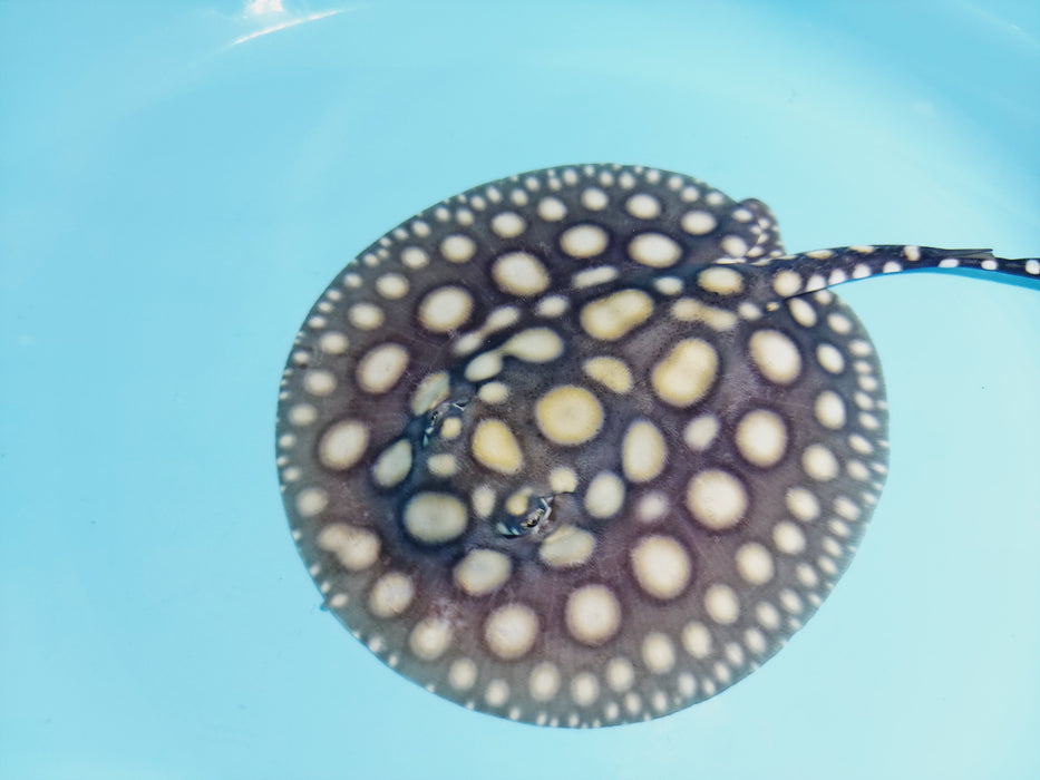 Black Diamond Stingray (Potamotrygon leopoldi)