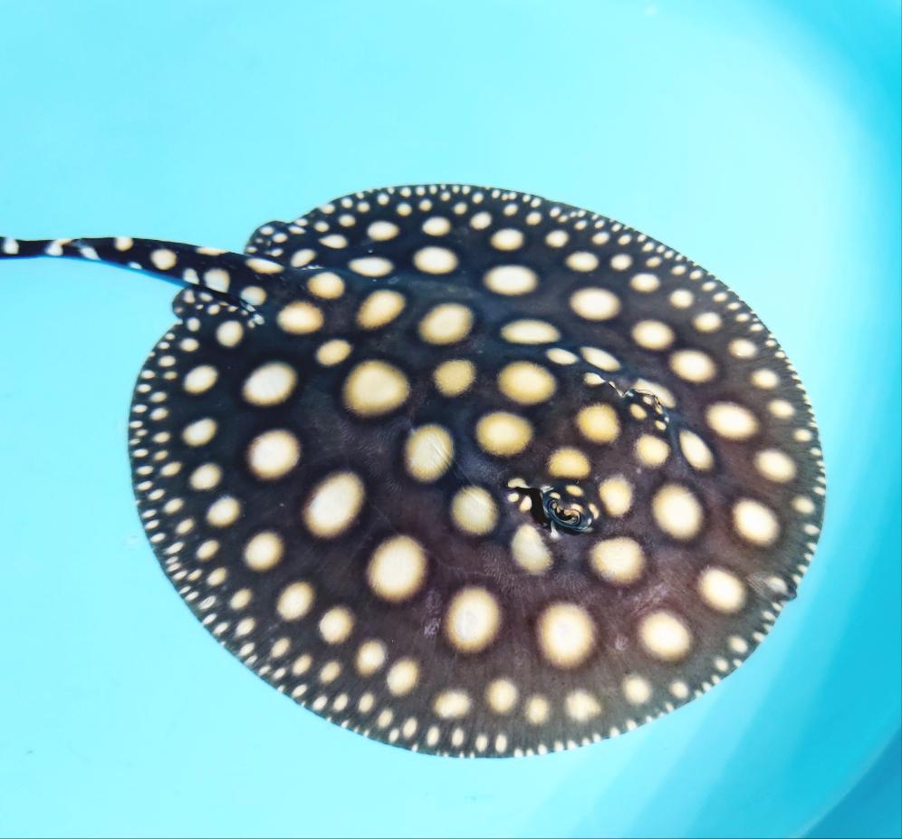 Black Diamond Stingray (Potamotrygon leopoldi) — Predatory Fins