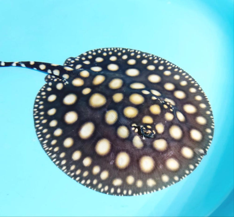 Black Diamond Stingray (Potamotrygon leopoldi)