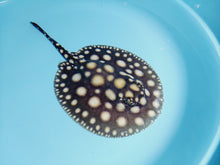 Load image into Gallery viewer, Black Diamond Stingray (Potamotrygon leopoldi)
