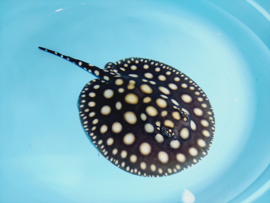 Black Diamond Stingray (Potamotrygon leopoldi)