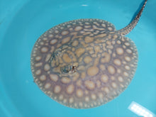 Load image into Gallery viewer, Designer Black Diamond Hybrid Stingray (Potamotrygon sp)
