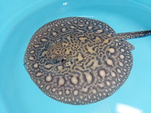Load image into Gallery viewer, Designer Black Diamond Hybrid Stingray (Potamotrygon sp)
