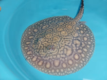 Load image into Gallery viewer, Designer Black Diamond Hybrid Stingray (Potamotrygon sp)
