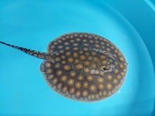 Load image into Gallery viewer, Super Spot Designer Hybrid Freshwater Stingray (Potamotrygon sp)
