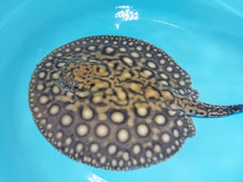 Load image into Gallery viewer, Designer Black Diamond Hybrid Stingray (Potamotrygon sp)
