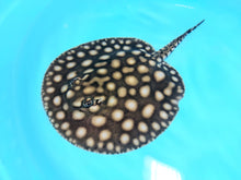 Load image into Gallery viewer, Designer Black Diamond Hybrid Stingray (Potamotrygon sp)
