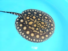 Load image into Gallery viewer, Designer Black Diamond Hybrid Stingray (Potamotrygon sp)

