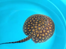 Load image into Gallery viewer, Designer Black Diamond Hybrid Stingray (Potamotrygon sp)

