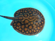 Load image into Gallery viewer, Designer Black Diamond Hybrid Stingray (Potamotrygon sp)
