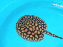 Load image into Gallery viewer, Designer Black Diamond Hybrid Stingray (Potamotrygon sp)
