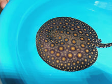 Load image into Gallery viewer, Super Spot Designer Hybrid Freshwater Stingray (Potamotrygon sp)
