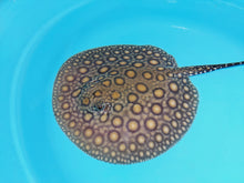 Load image into Gallery viewer, Super Spot Designer Hybrid Freshwater Stingray (Potamotrygon sp)
