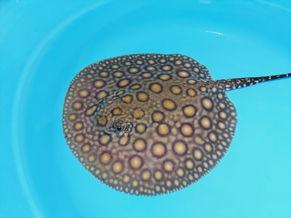 Super Spot Designer Hybrid Freshwater Stingray (Potamotrygon sp)