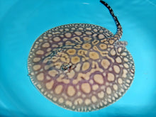 Load image into Gallery viewer, Designer Black Diamond Hybrid Stingray (Potamotrygon sp)

