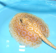 Load image into Gallery viewer, Albino Pearl Stingray (Potamotrygon jabuti)
