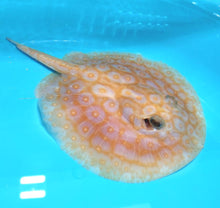 Load image into Gallery viewer, Albino Pearl Stingray (Potamotrygon jabuti)
