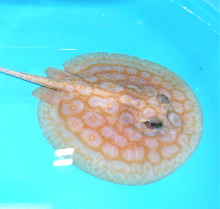 Albino Pearl Stingray (Potamotrygon jabuti)