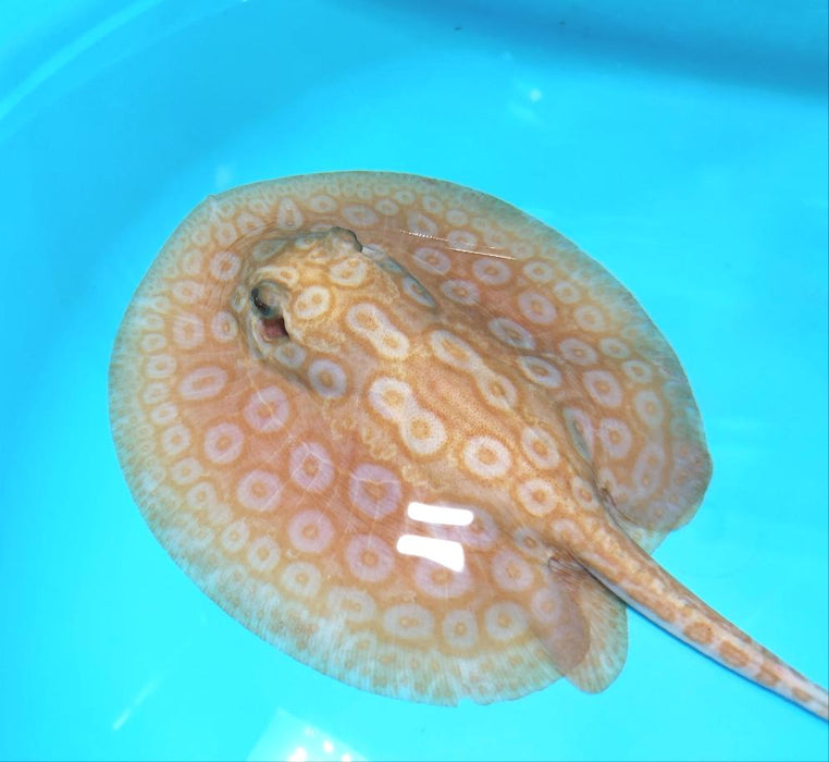 Albino Pearl Stingray (Potamotrygon jabuti)