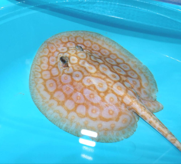 Albino Pearl Stingray (Potamotrygon jabuti)