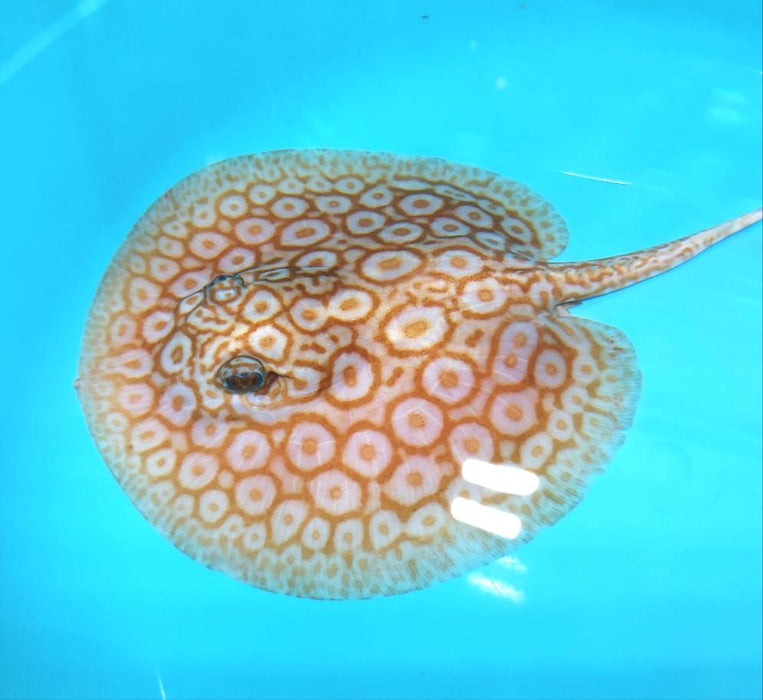 Albino Pearl Stingray (Potamotrygon jabuti)