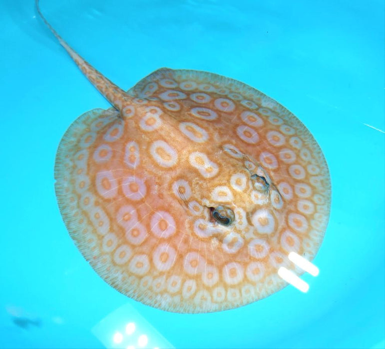 Albino Pearl Stingray (Potamotrygon jabuti)