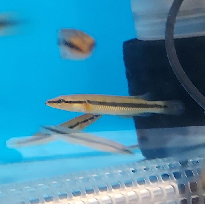 Zebrina Pike Cichlid (Crenicichla zebrina)