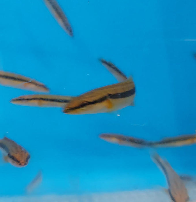 Zebrina Pike Cichlid (Crenicichla zebrina)