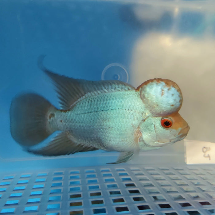 Blue Thai Silk Flowerhorn Cichlid (Cichlasoma sp)