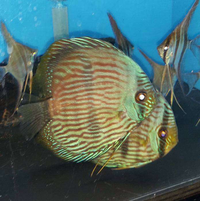 Blue Face Heckel Discus (Symphysodon aequifaciatus)